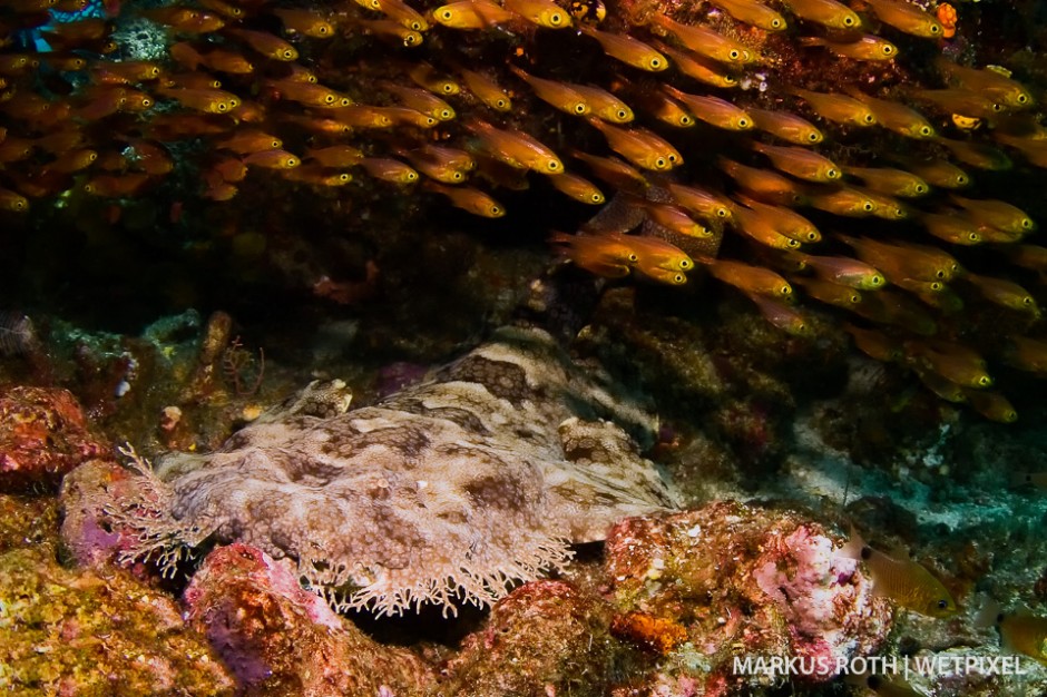 A tassled woebegone (*Eucrossorhinus dasypogon*) taking a rest at the dive site Sardines in the Dampier Strait.