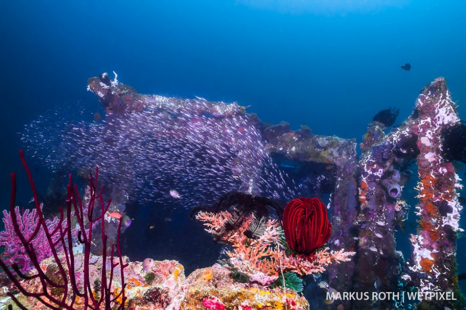 Schooling fish at the Pasir Putih Wreck in Manokwari.