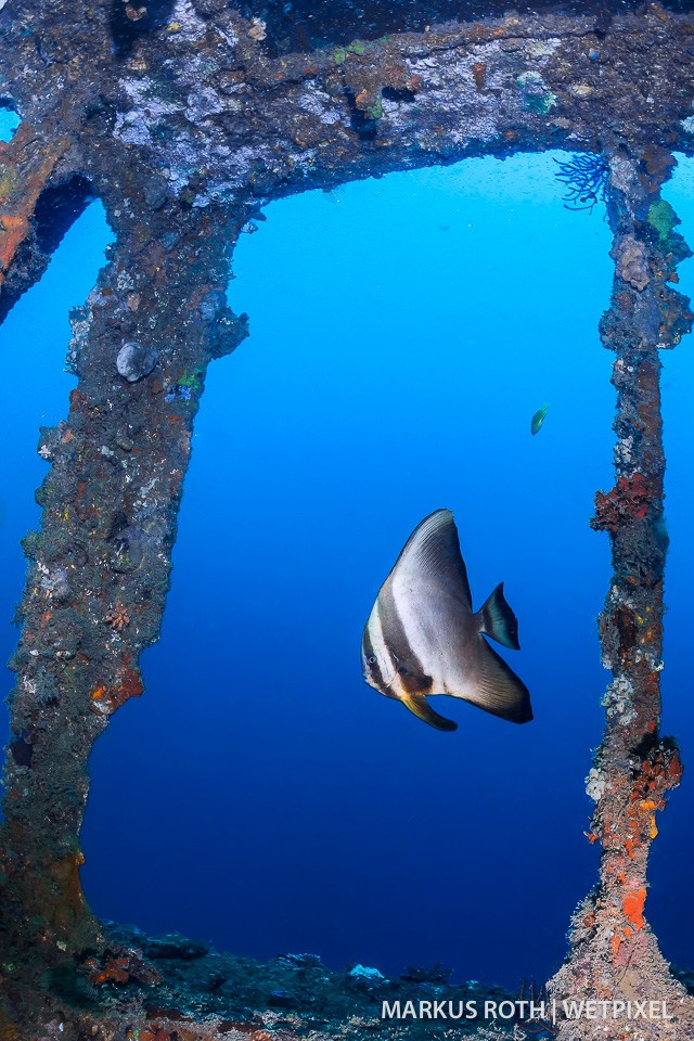 Batfish at the wreck of the Shinwa Maru in Manokwari. 