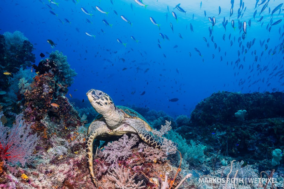 A turtle resting in the strong current at Boo windows, one of the signature dives in Warakaraket, Misool Area.