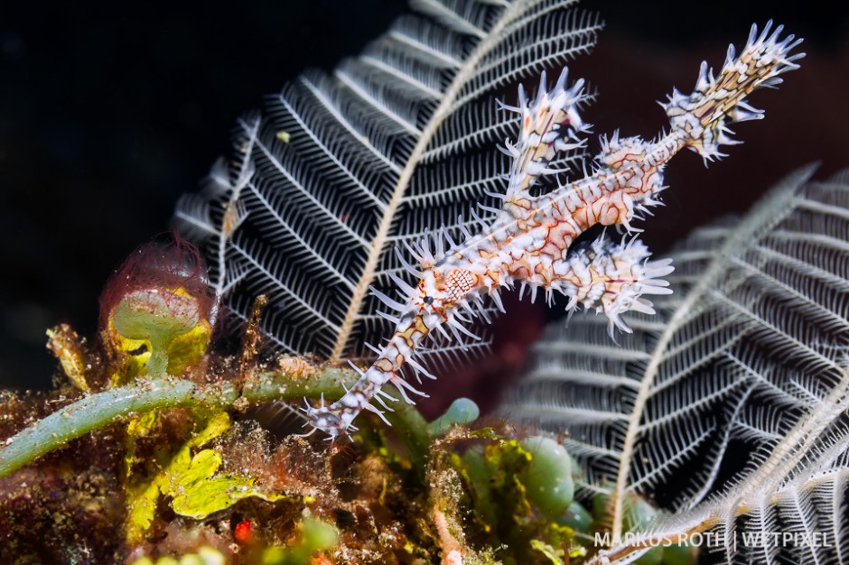 Ornate Ghostpipefish  (*Solenostomus paradoxusin*) at a muck dive around Pulau Batanta, Raja Ampat.