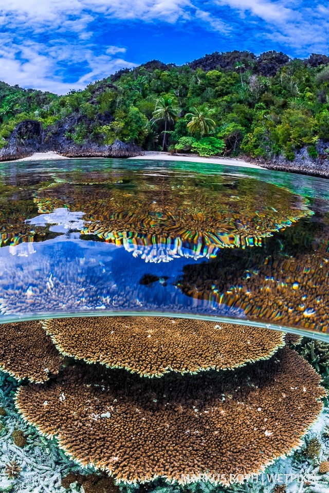 Split shot in the Daram Area in Raja Ampat.