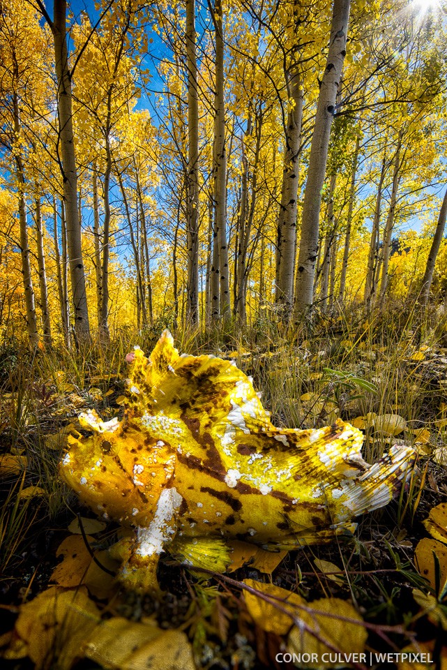 Leaves in the fall.