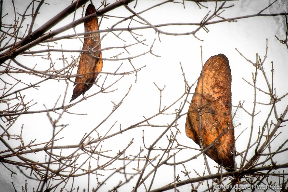 Leaves of winter.