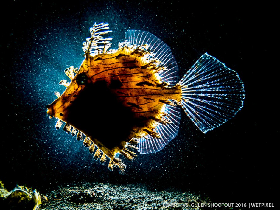 Richard Chalton (Lembeh). (*Chaetodermis penicilligerus*).