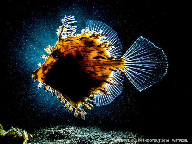 2. richard charlton weedy filefish