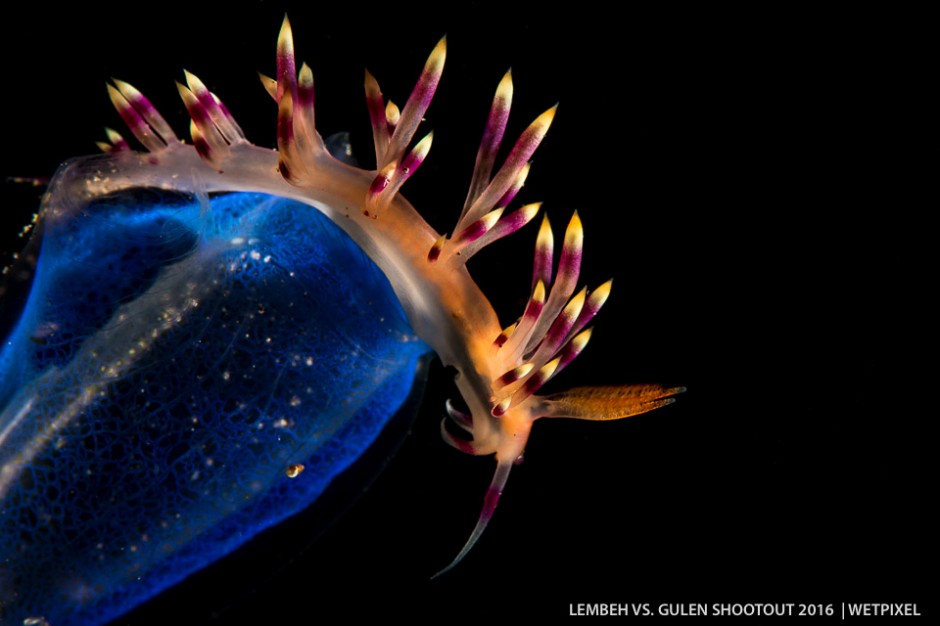 Wayne McWilliams (Lemben). (*Flabellina rubrolineata*).