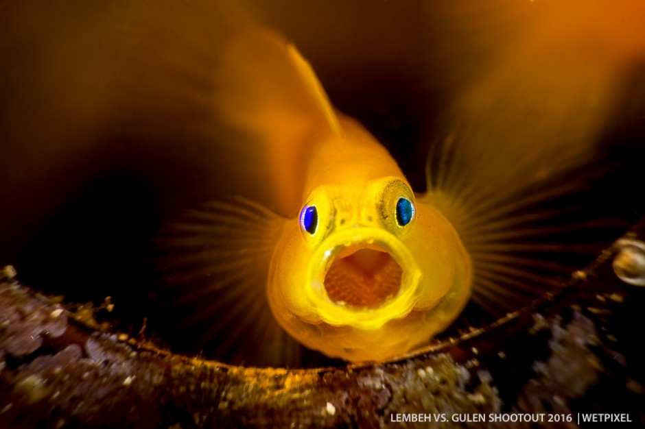 Martin Gerard (Lembeh). (*Lubricogobius ornatus*).