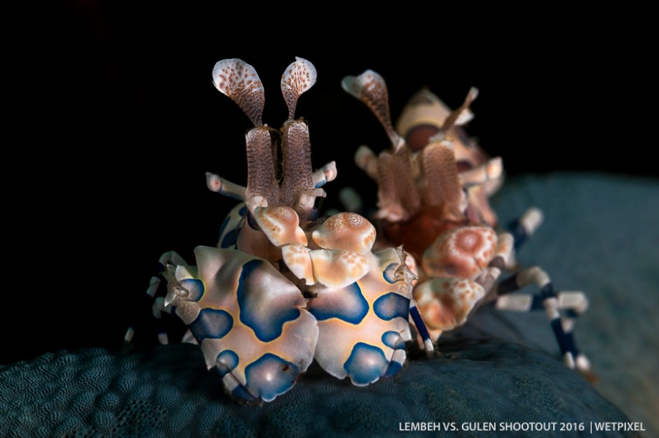 Jerry Arriaga (Lembeh). (*Hymenocera picta*).