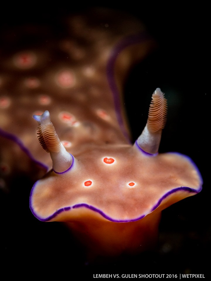 Greg Sherman (Lembeh). (*Ceratosoma tenure*).