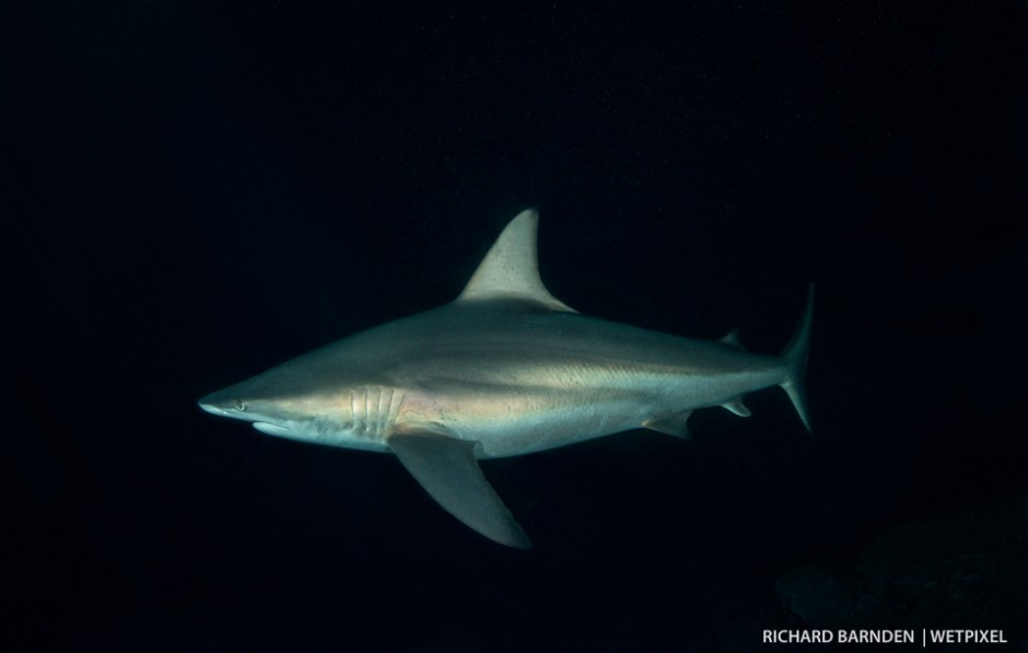 Blacktip shark (*Carcharhinus limbatus*) on the prowl. As the spawning begins Blacktip Sharks begin to appear. Known as one of the fastest sharks this predator’s technique is to strike as the grouper rise and spawn. 