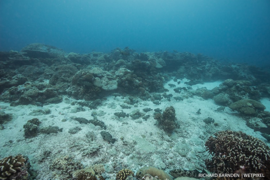 Camouflage grouper (*Epinephelus polyphekadion*) aggregation. During the months of June, July and August groupers aggregate around Palau