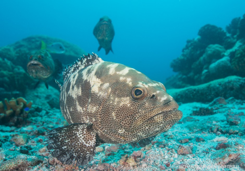 Camouflage grouper (*Epinephelus polyphekadion*). The fish are protected from fishing around spawning times June - August in Palau. Gathering together in such numbers makes aggregations a threat to overfishing if they are not protected first. 