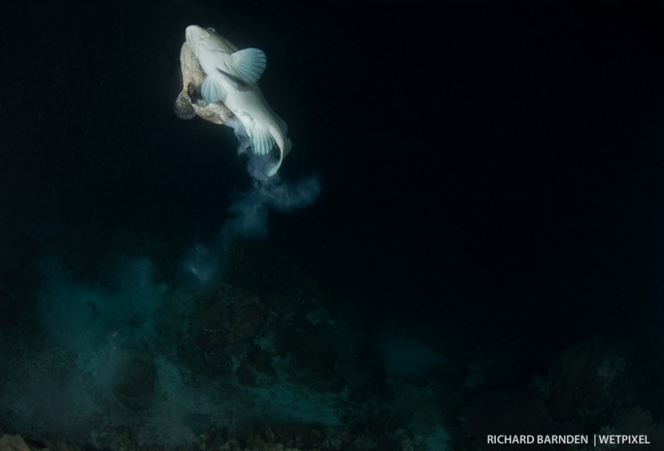 Camouflage grouper (*Epinephelus polyphekadion*) rise to spawn. Male and female spiral around each other causing a vortex for their released gametes.
