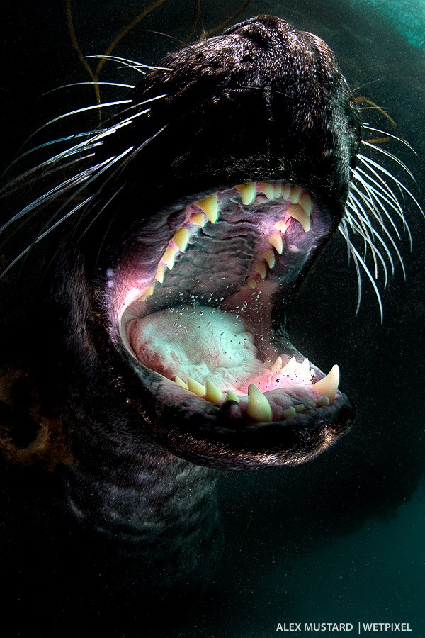 Seal interior. Nikon D5 and Sigma 15mm. Subal ND5, Zen 230 dome. 2 x Inon Z240. 1/125th @ f/14, ISO 400.