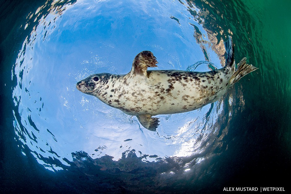 Female seal in Snell’s Window. Nikon D5 and Sigma 15mm. Subal ND5, Zen 230 dome. 2 x Inon Z240. 1/320th @ f/13, ISO 500.