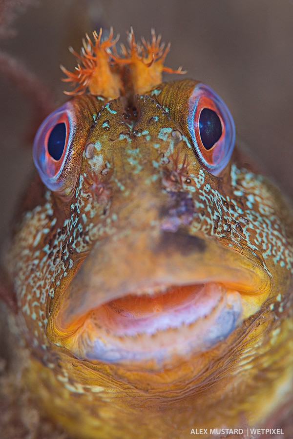 Tomato blenny (*Parablennius gattorugine*). Nikon D5 and Nikon 105mm. Subal ND5. 2 x Inon Z240. 1/60th @ f/13, ISO 400. 