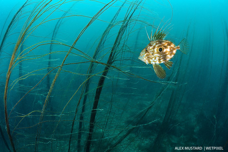 John Dory (*Zeus faber)*) in forest of bootlace weed. Nikon D5 and Nikonos 13mm. Subal ND5. 2 x Inon Z240. 1/60th @ f/14, ISO 500. 