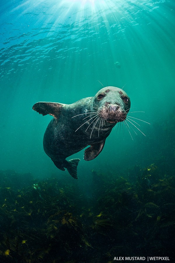 Young male. Nikon D5 and Nikonos 13mm. Subal ND5. 2 x Inon Z240. 1/320th @ f/14, ISO 640. 