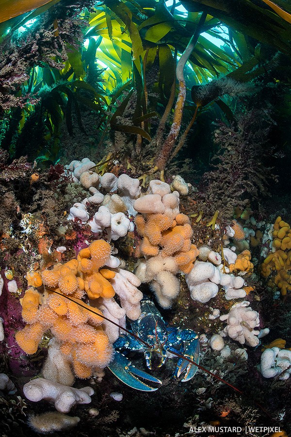 Common lobster (*Homarus gammarus*) in soft coral below kelp forest. Nikon D5 and Nikonos 13mm. Subal ND5. 2 x Inon Z240. 1/25th @ f/18, ISO 800. 