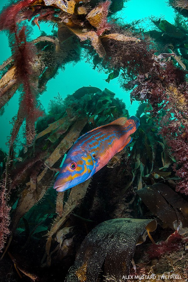 Cuckoo wrasse (*Labrus mixtus*) in kelp. Nikon D5 and Nikonos 13mm. Subal ND5. 2 x Inon Z240. 1/160th @ f/11, ISO 500.