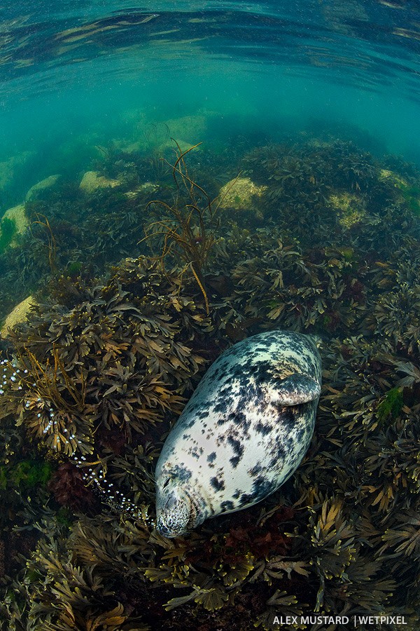 Snoring seal, producing bubbles as she sleeps (she looks heavily pregnant). Nikon D5 and Sigma 15mm. Subal ND5, Zen 230 dome. 1/80th @ f/16, ISO 640. 