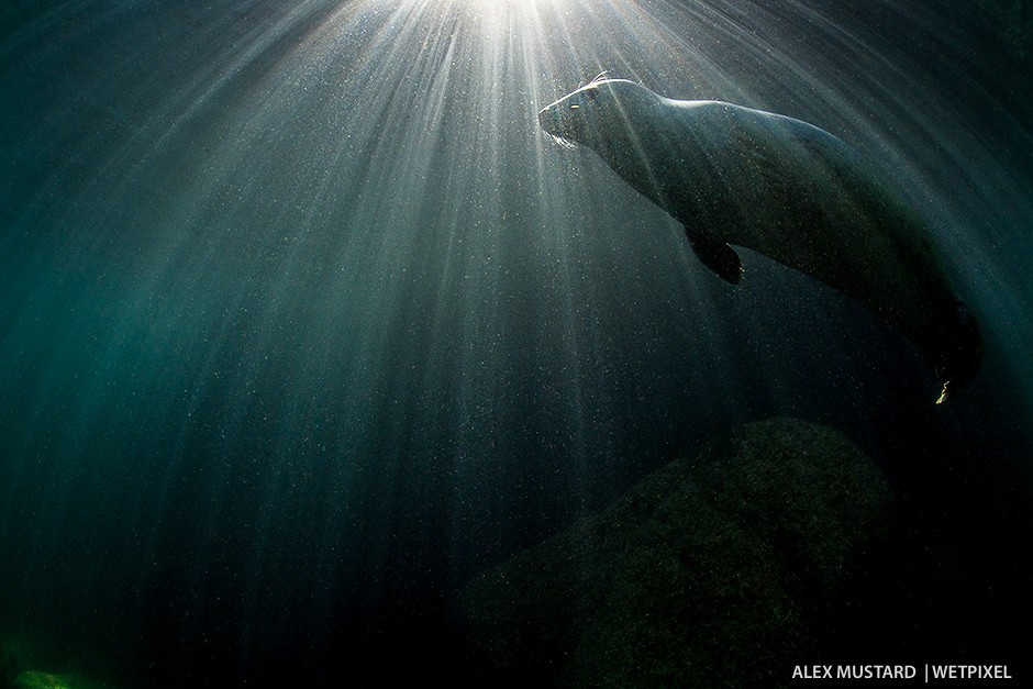 Low key portrait of seal in beams. I exposed for the highlights here knowing the camera would still capture detail in the dark tones. Nikon D5 and Sigma 15mm. Subal ND5, Zen 230 dome. 2 x Inon Z240. 1/320th @ f/22, ISO 400.