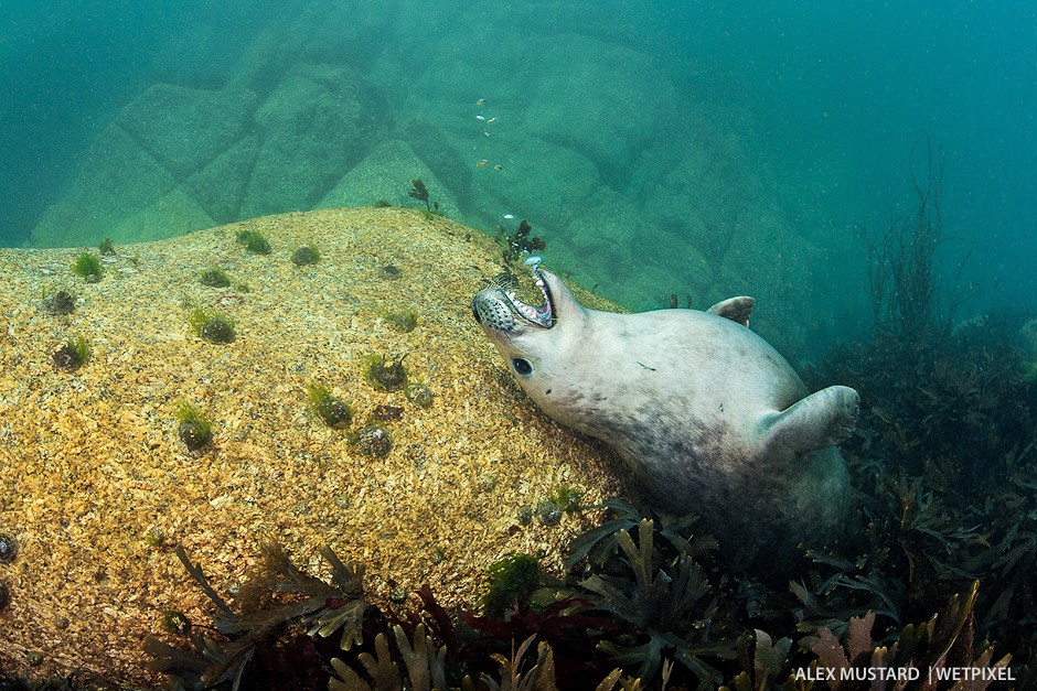 A youngster scratches its back. Nikon D5 and Sigma 15mm. Subal ND5, Zen 230 dome. 2 x Inon Z240. 1/160th @ f/13, ISO 400.