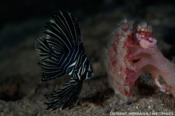 Juvenile zebra batfish on a muck dive