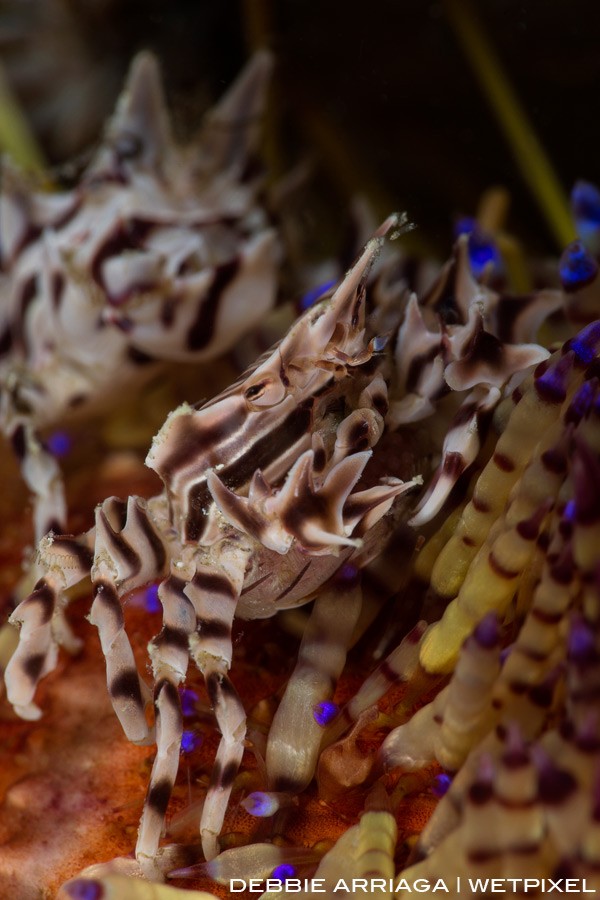 Zebra crabs on a fire sea urchin