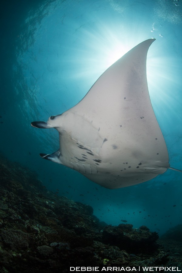 Reef manta ray at Manta Alley on the south of Komodo Island