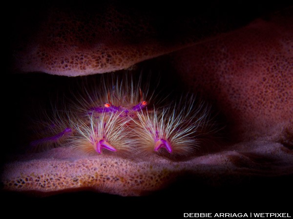 Pink squat lobster hiding in a barrel sponge