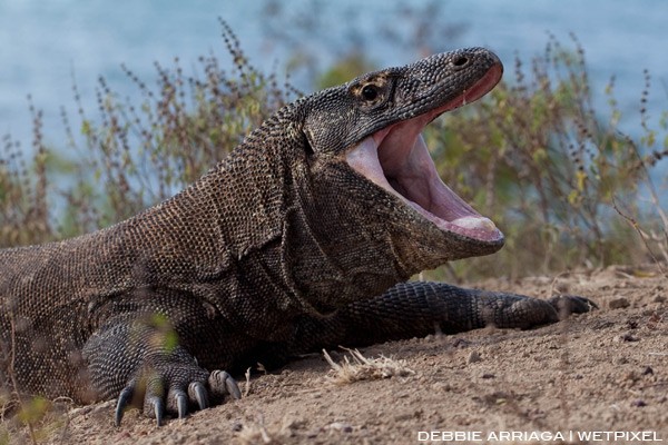 Komodo dragon on Komodo Island