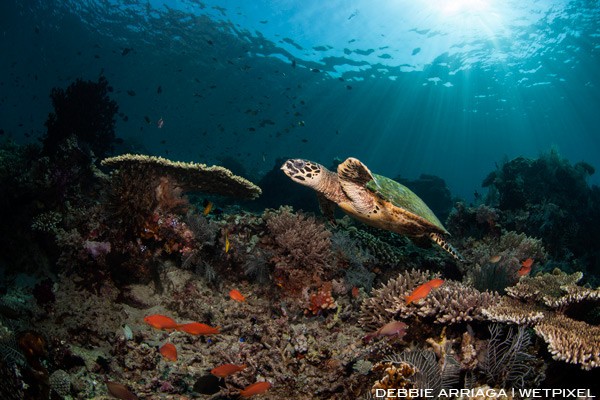 Turtle swimming through the beautiful reefs of Komodo National Park