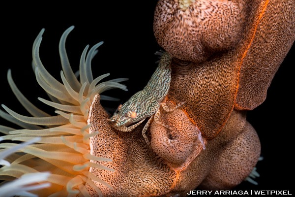 Leopard anemone shrimp extremely well camoflagued