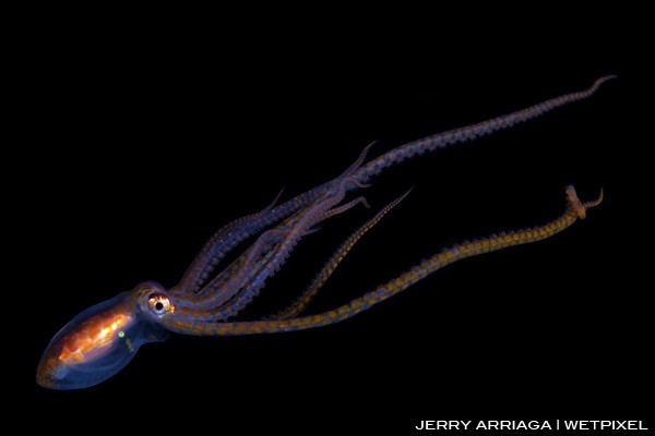 Unknown octopus during a night dive in Horseshoe Bay