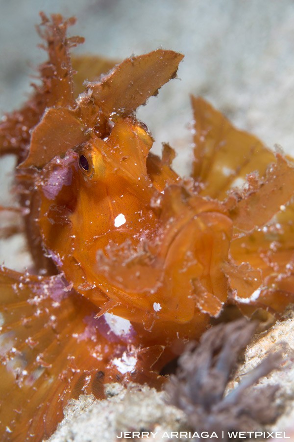 Paddleflap rhinopias at Wainilo on the north part of Rinca Island