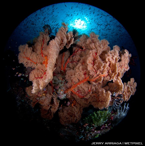 Stunning sea fans at Castle Rock