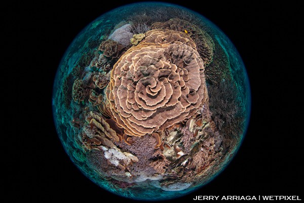 Healthy hard corals at Karang Makassar