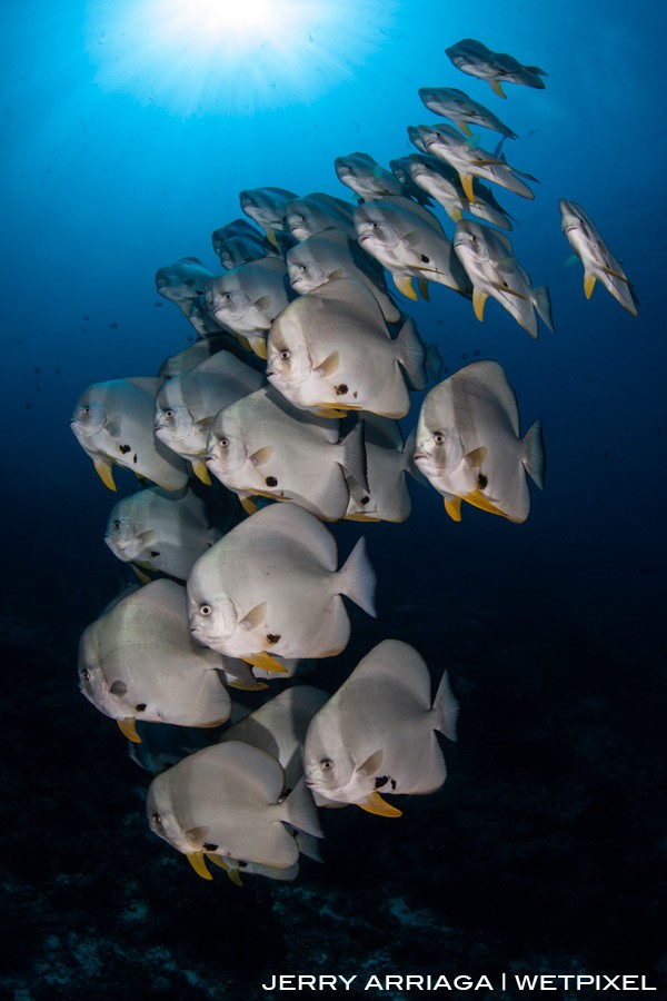 School of spadefish at Castle Rock