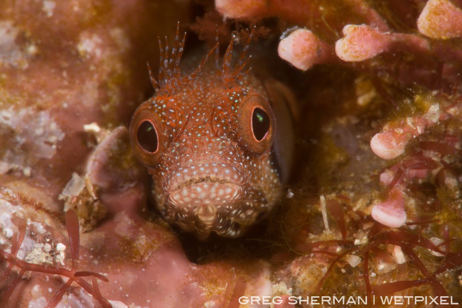 Brown Cheek blennies (Acanthemblemaria crockeri) make great macro photo subjects