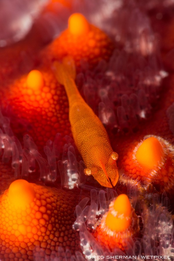 These commensal shrimp are found on the underside of sea stars