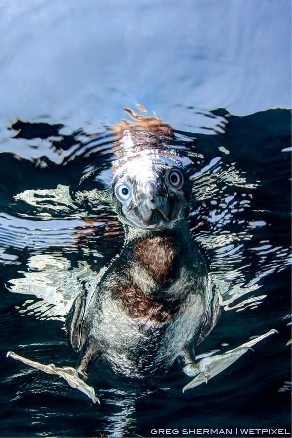 This Boobie Bird (Sula nebouxii) was very curious about my dome port