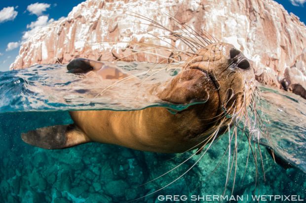 Wet-pixel full-frame greg-sherman sea-of-cortez-22