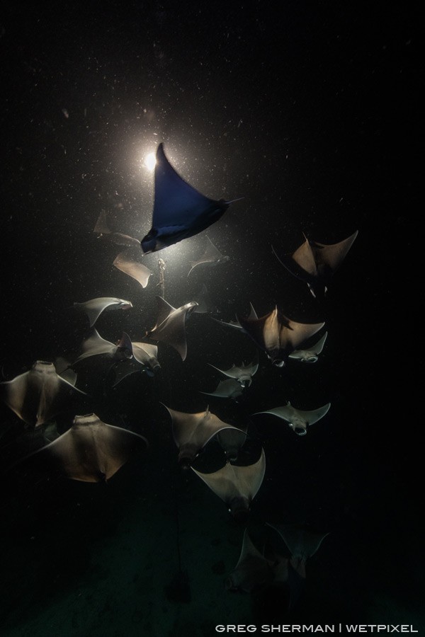 An underwater mobula (Mobula munkiana) tornado quickly follows