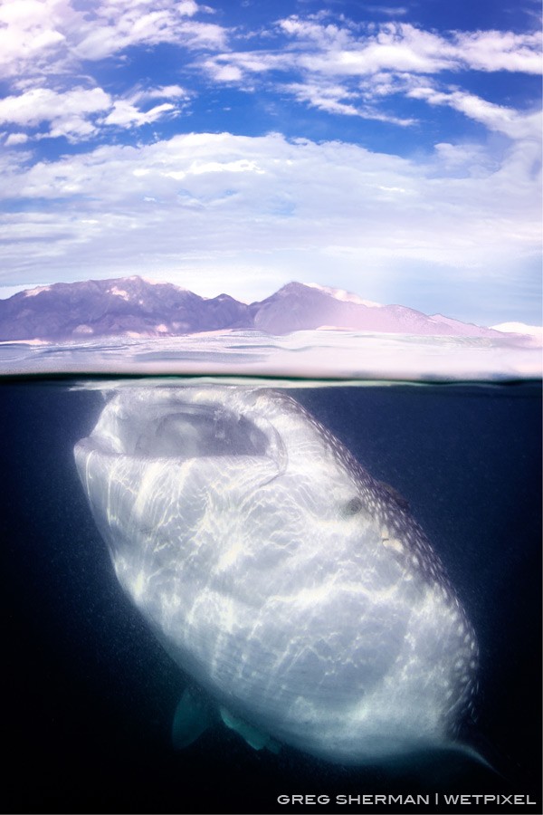 A whale shark (Rhincondon typus) with the mountains of Bahia de los Angeles in the background