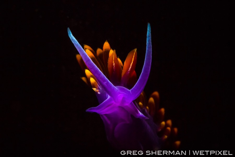 Spanish Shawl (Flabellina iodinea) nudibranchs come alive with color when illuminated by a strobe