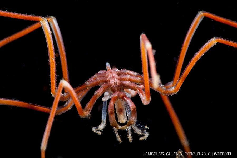 Rune Edvin Haldorsen: Lembeh vs. Gulen Critter Shootout 2016