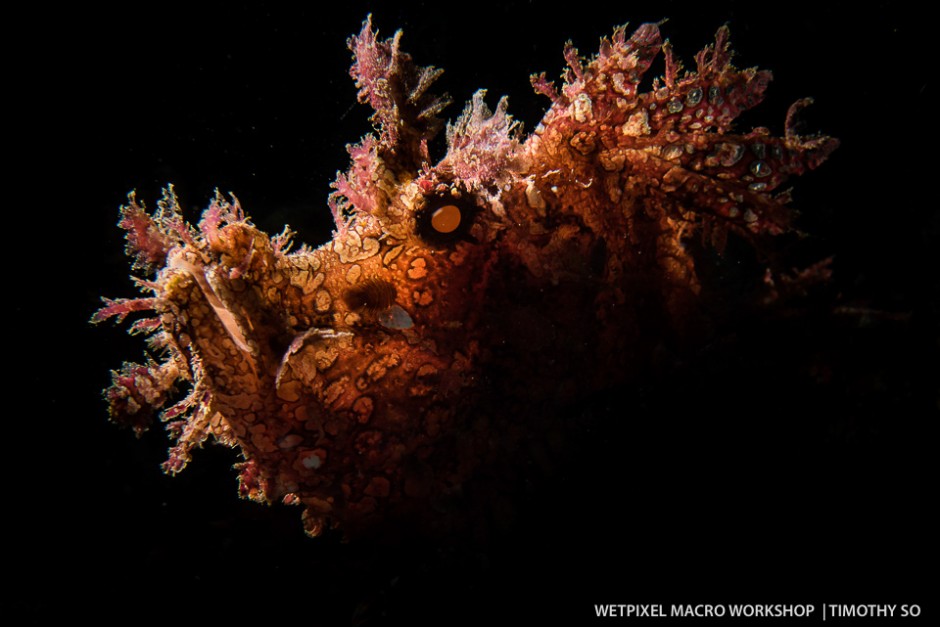 Timothy So: Wetpixel Lembeh Macro Workshop