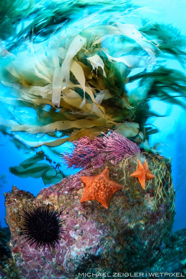 Giant kelp (Macrocystis pyrifera) sways and bat stars (Patiria miniata) cling to the reef as the underwater world of Sutil Island is battered with strong surge and ripping currents.